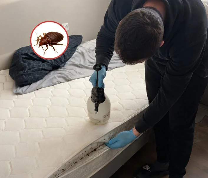 Technicien traitant un matelas contre les punaises de lit à Le Raincy